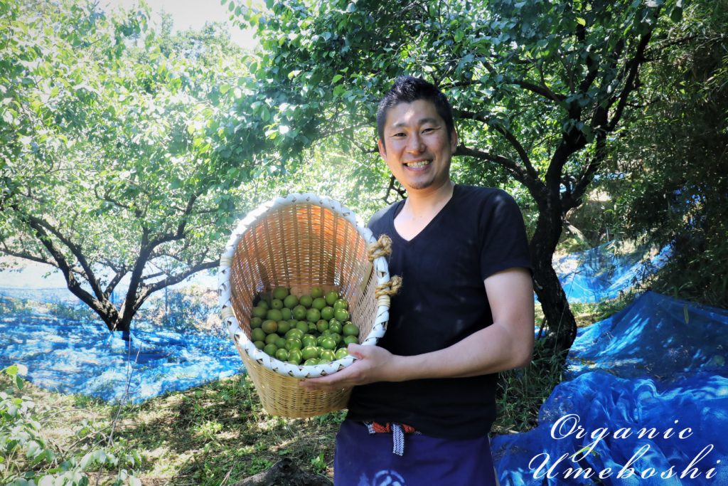 有機栽培の梅シロップ、梅酒用の生梅のご案内について